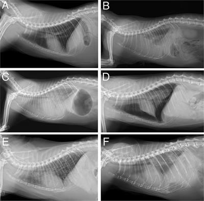 An AI-Based Algorithm for the Automatic Classification of Thoracic Radiographs in Cats